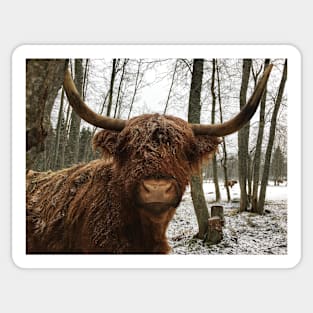 Scottish Highland Cattle Cow 2251 Sticker